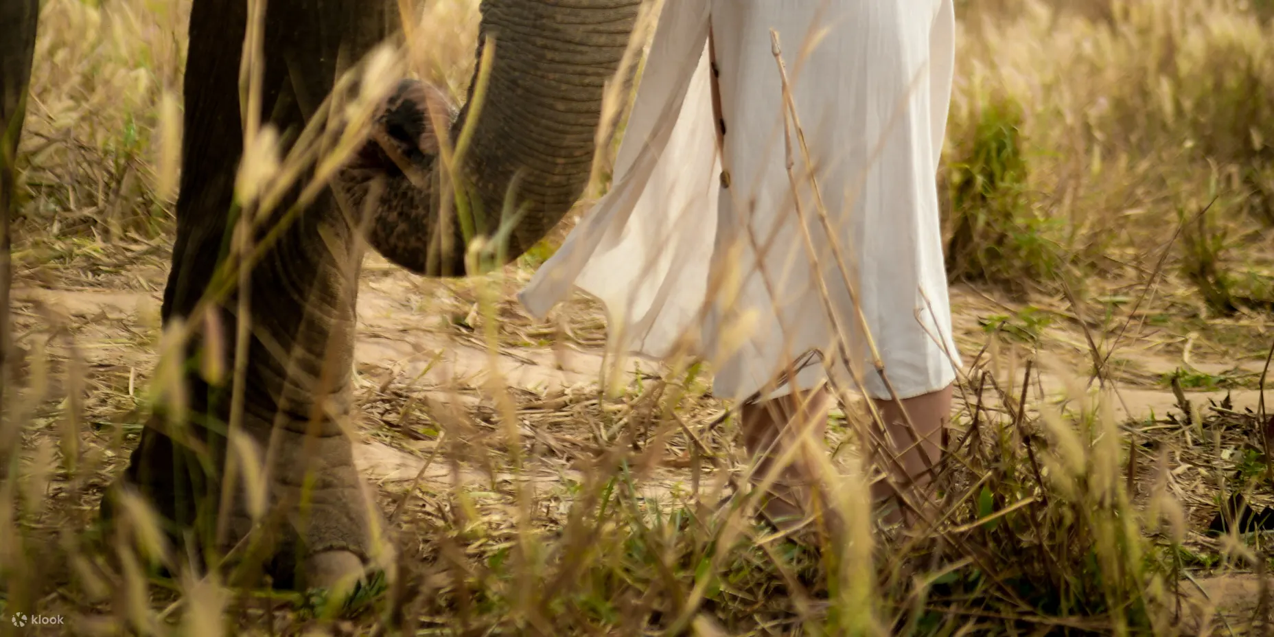 Know elephant language