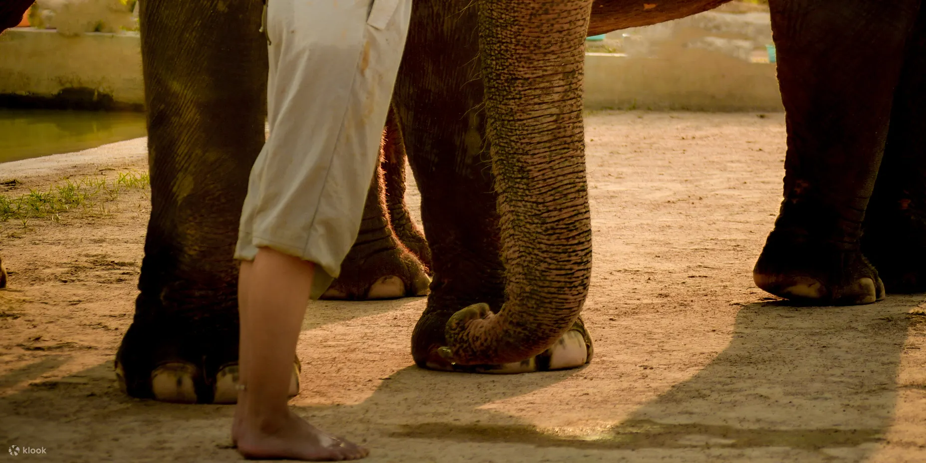 Friendly Elephant animal
