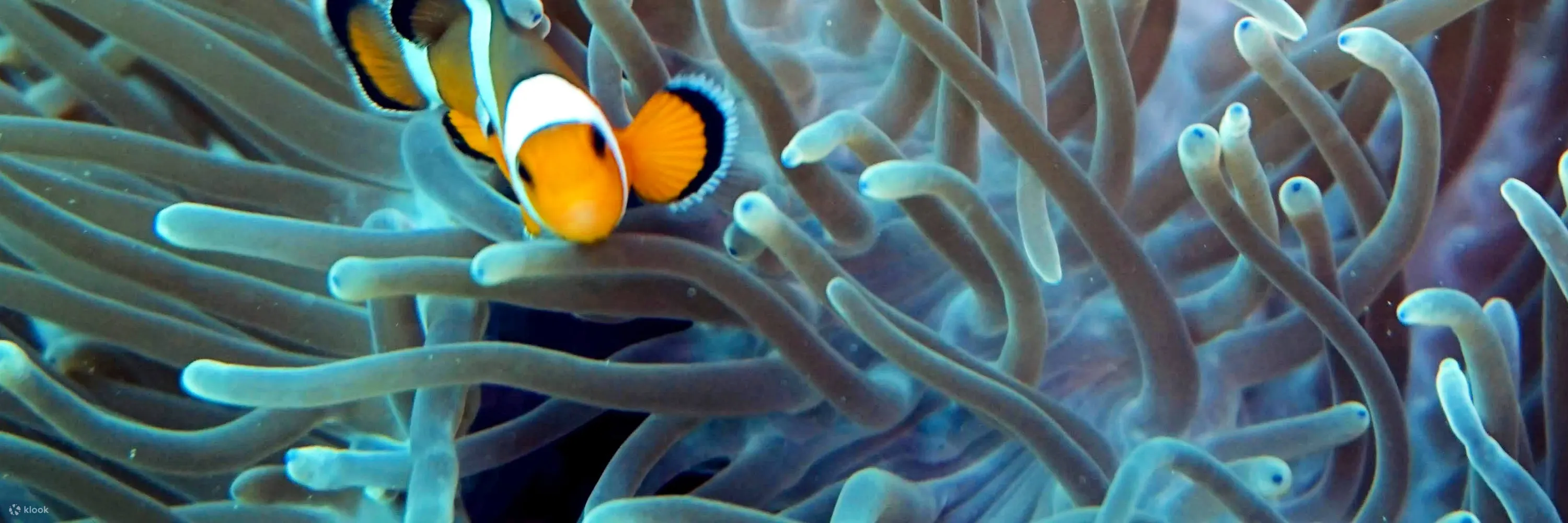 PADI Diving Courses in Koh Phi Phi