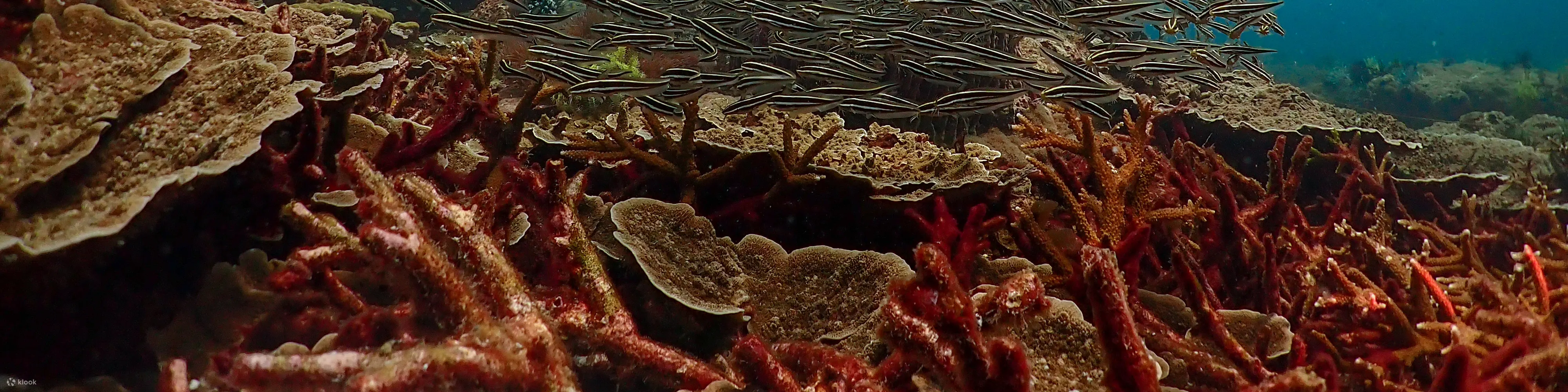 PADI 开放水域潜水员（电子学习）