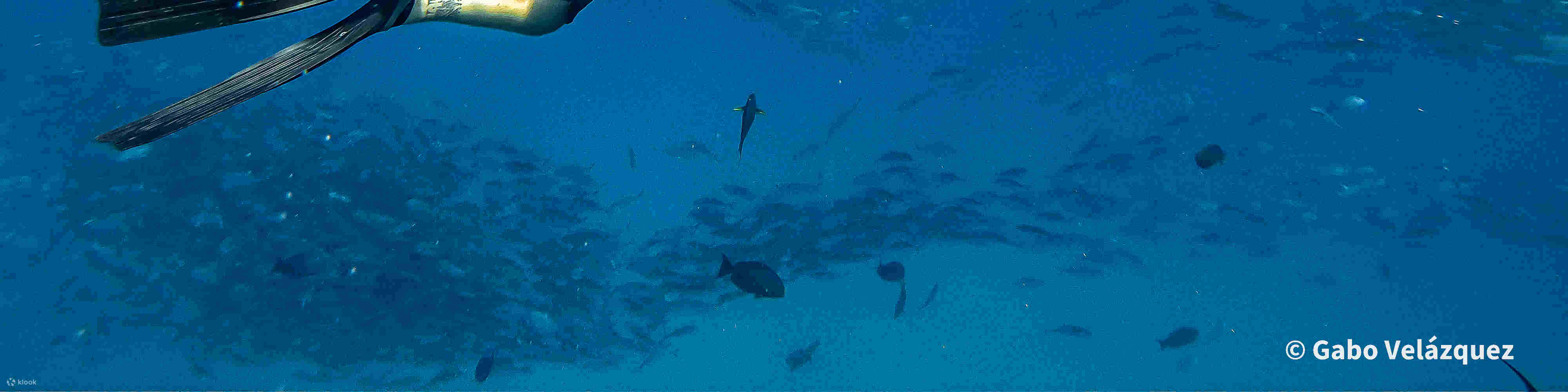 PADI Advanced Open Water Diver in Baja California Sur with PADI 5 Star