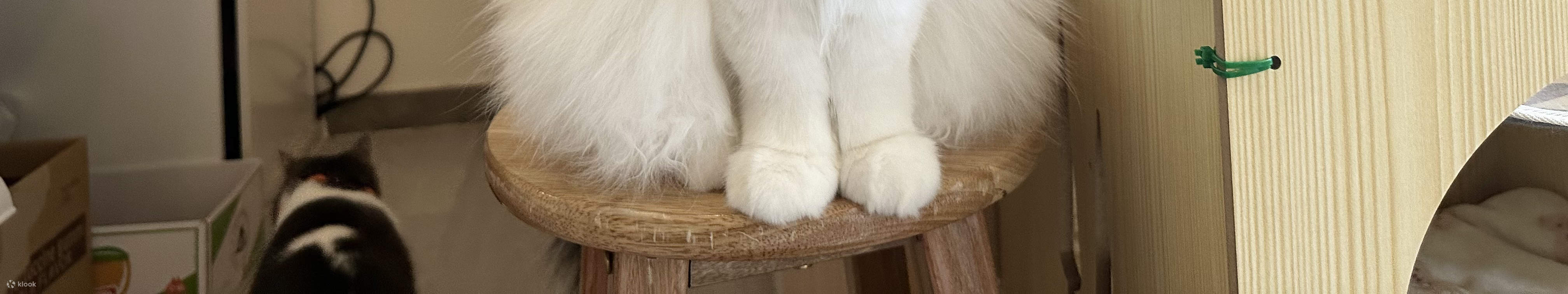 尖沙咀分店猫猫