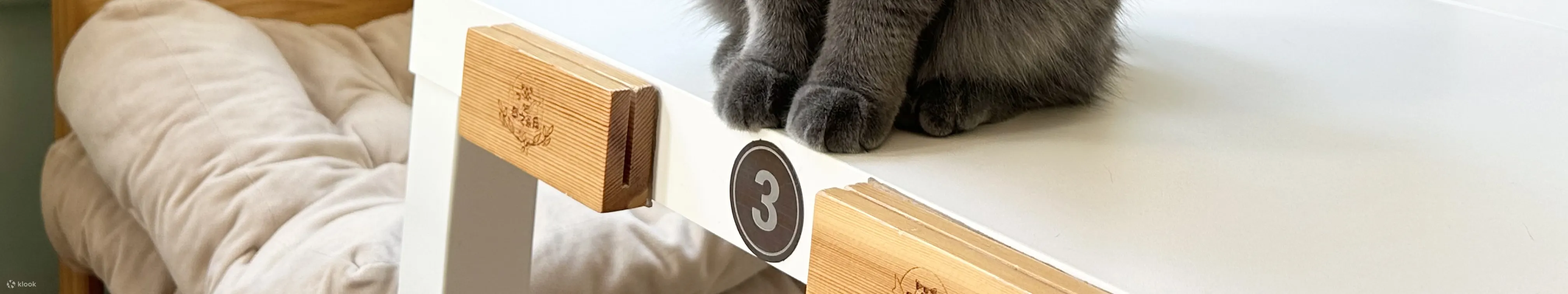 旺角分店猫猫