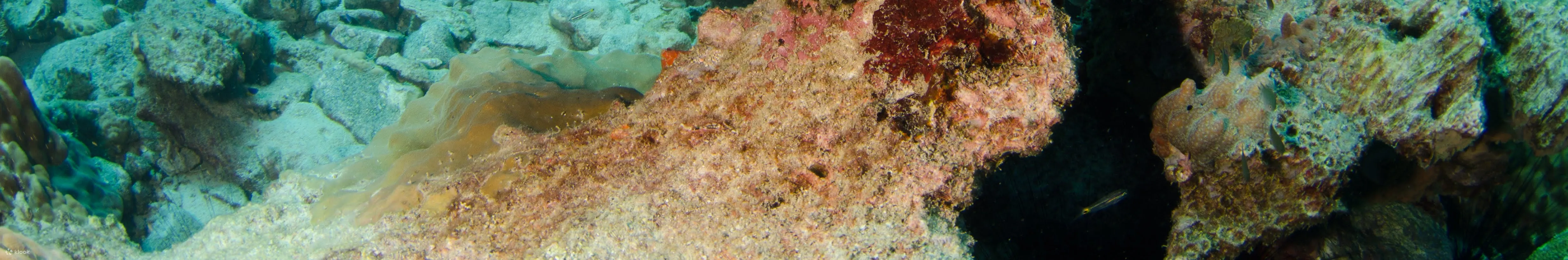 全日游，含两次潜水