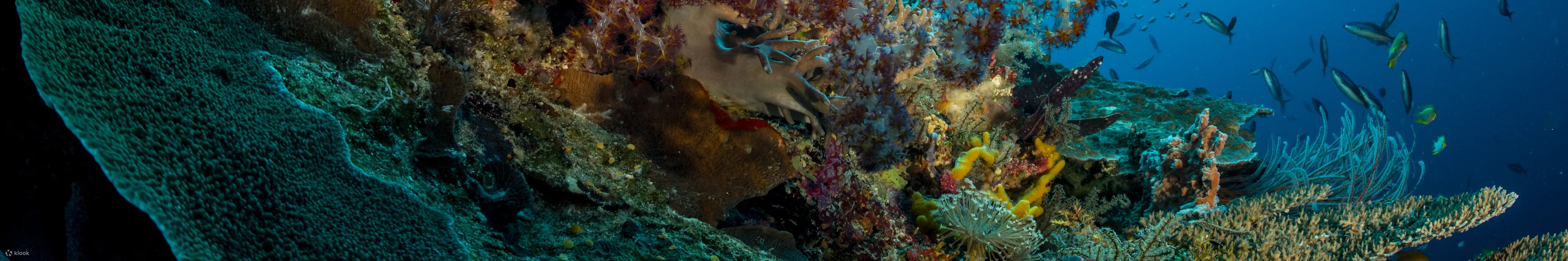 PADI 探索水肺潜水