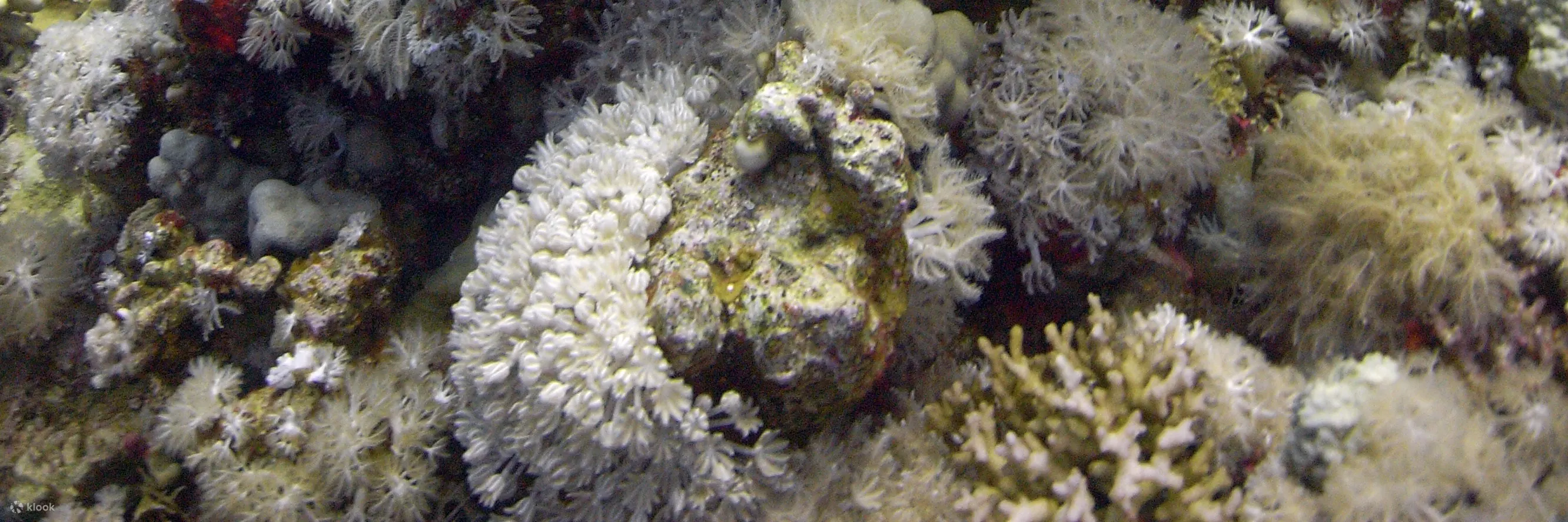 PADI 潜水
