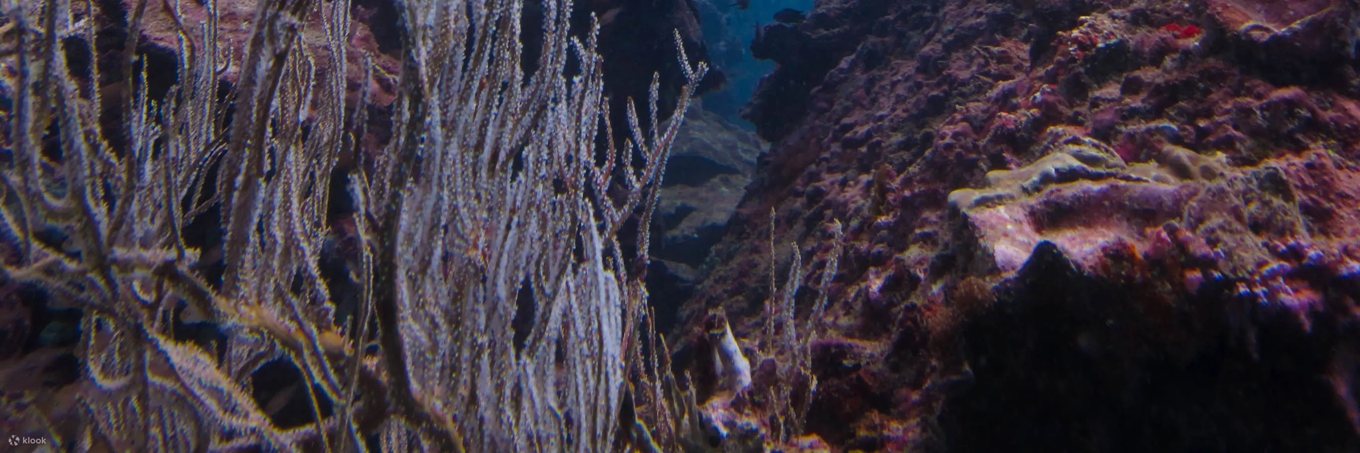 皮皮岛早晨潜水