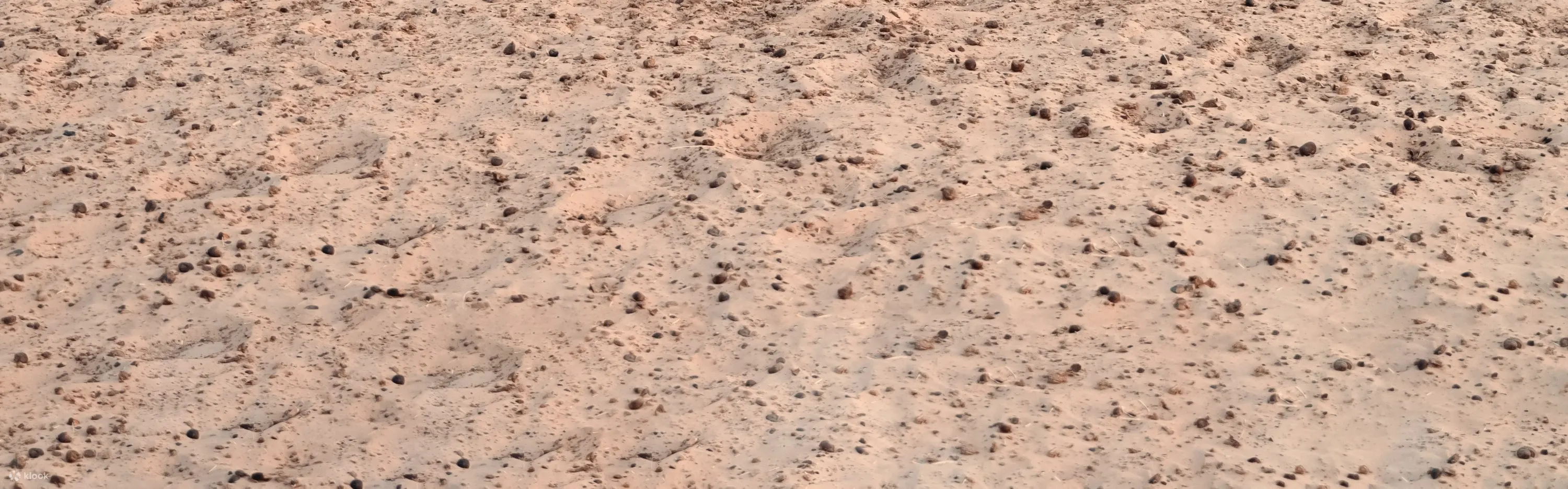 Camels drinking from a tent in Dubai