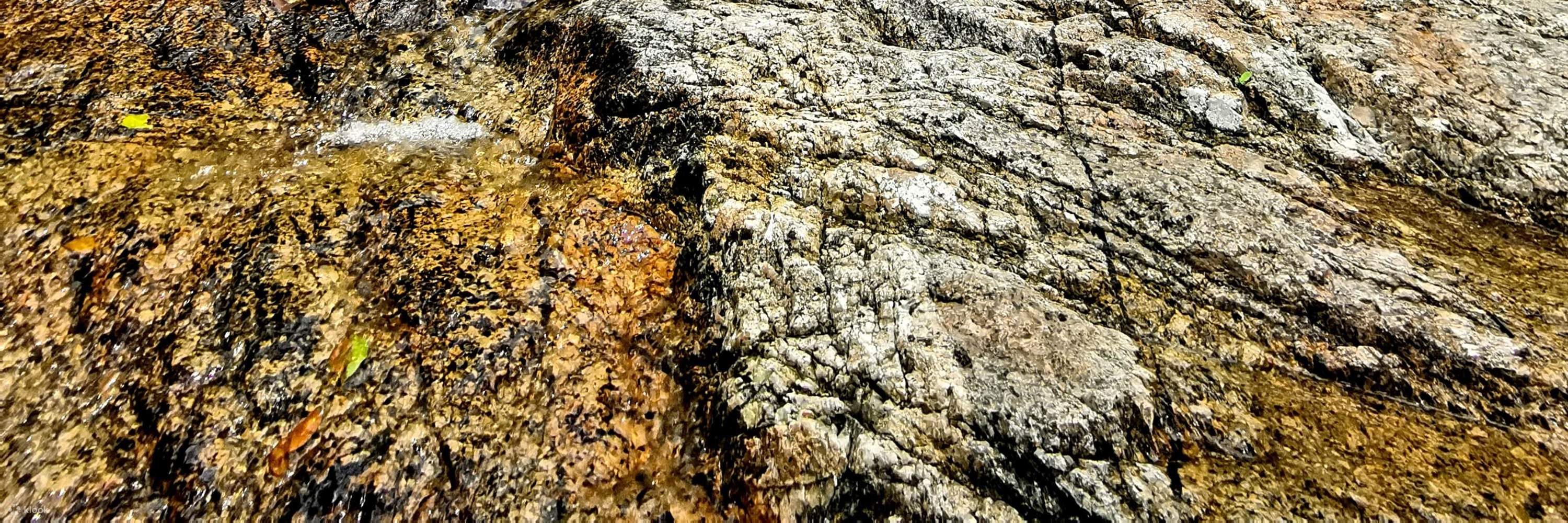 3D2N Cameron Highlands Tour From Singapore Klook Singapore 3d2n-cameron-highlands-tour-from-singapore-klook-singapore