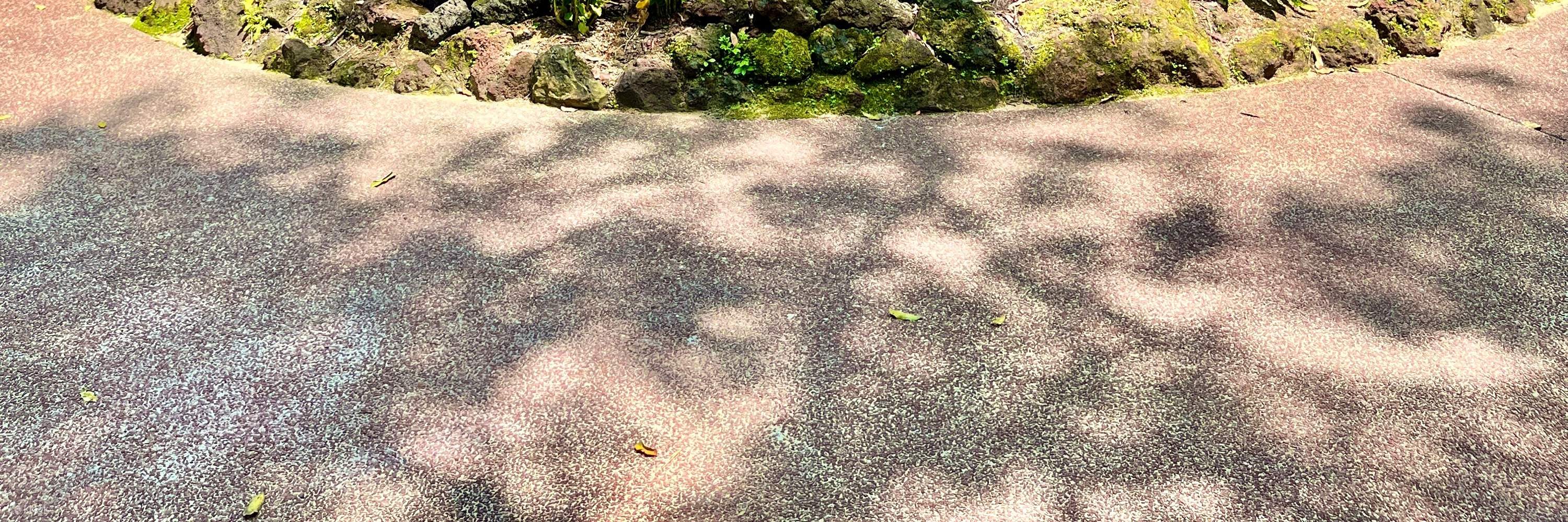 Tur Kebun Raya Singapura & Taman Anggrek Nasional dalam bahasa Korea Klook Indonesia