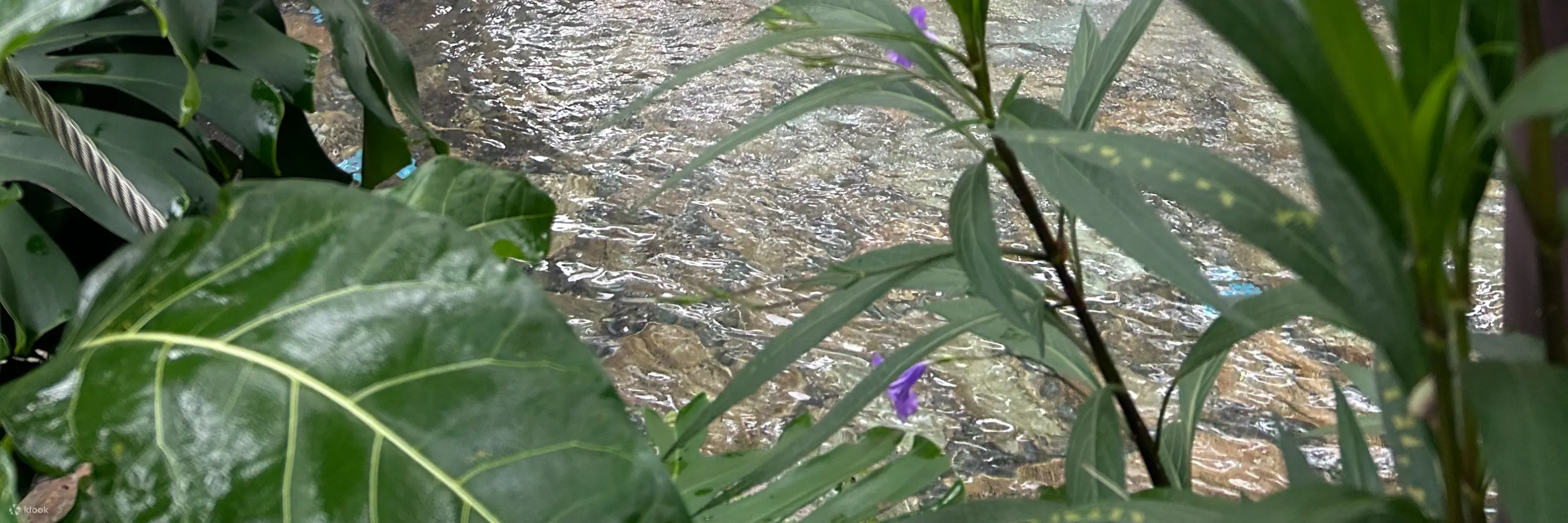 礁溪温泉公园森林风吕