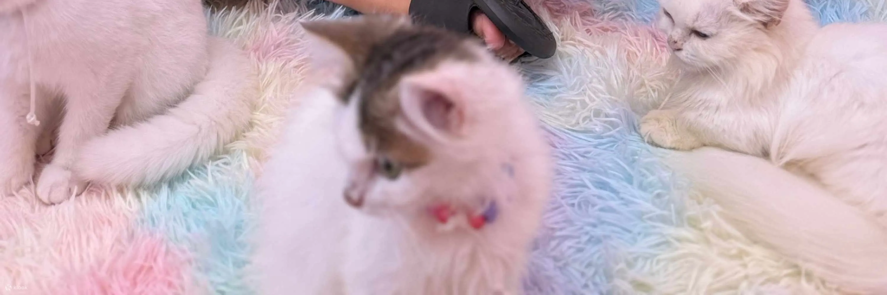 珍贵的小家伙们与可爱的小猫分享甜蜜的亲密时刻！