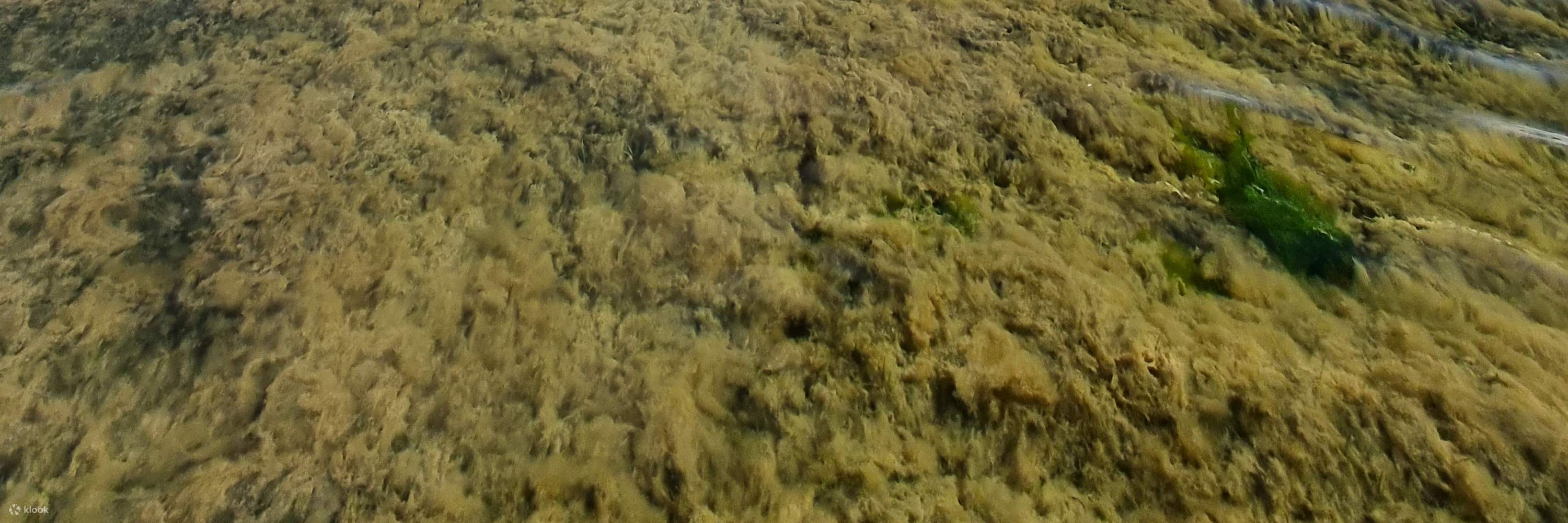 Coffin Bay Oyster Seafood Exploration Day Tour Klook United Kingdom