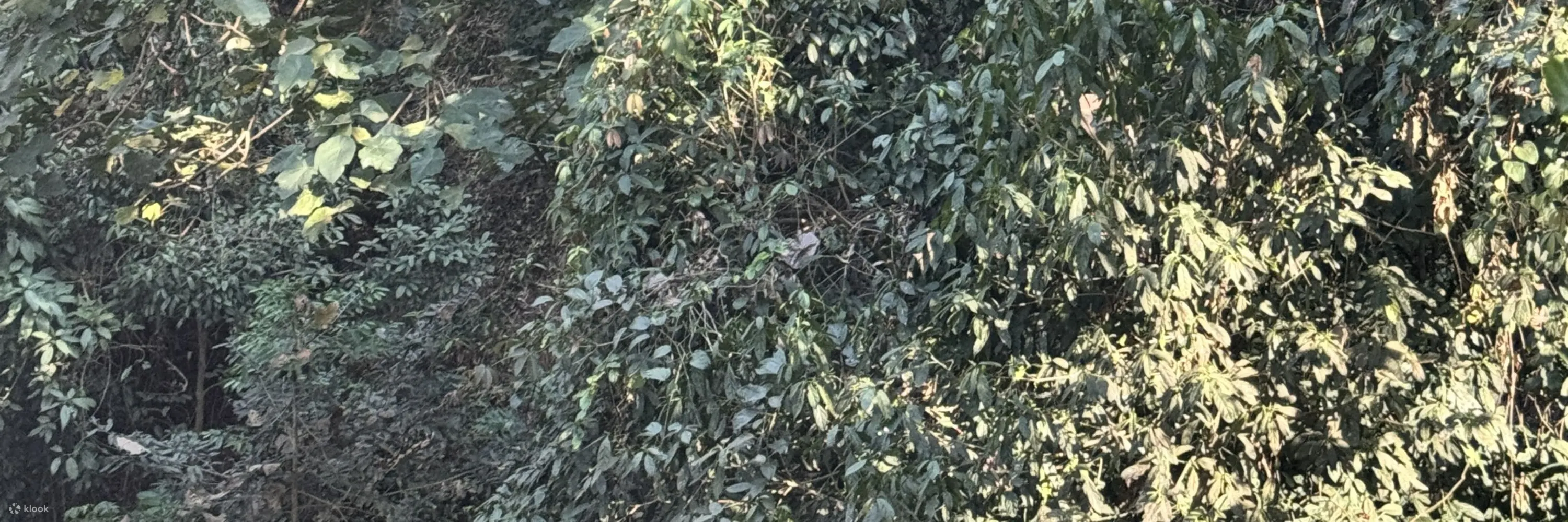 系好安全带，走下来，让丛林美得令人窒息！#ZiplineAdventure