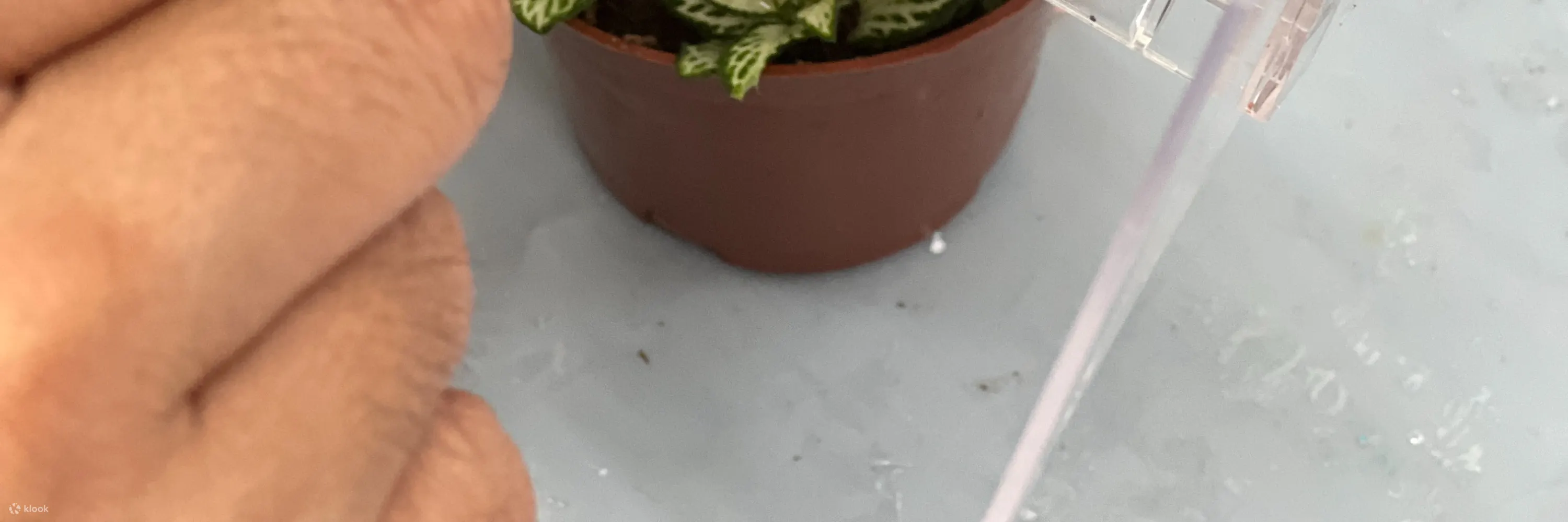 手作班房 - 微景观植物生态工作坊 Mini Terrarium Workshop｜铜锣湾