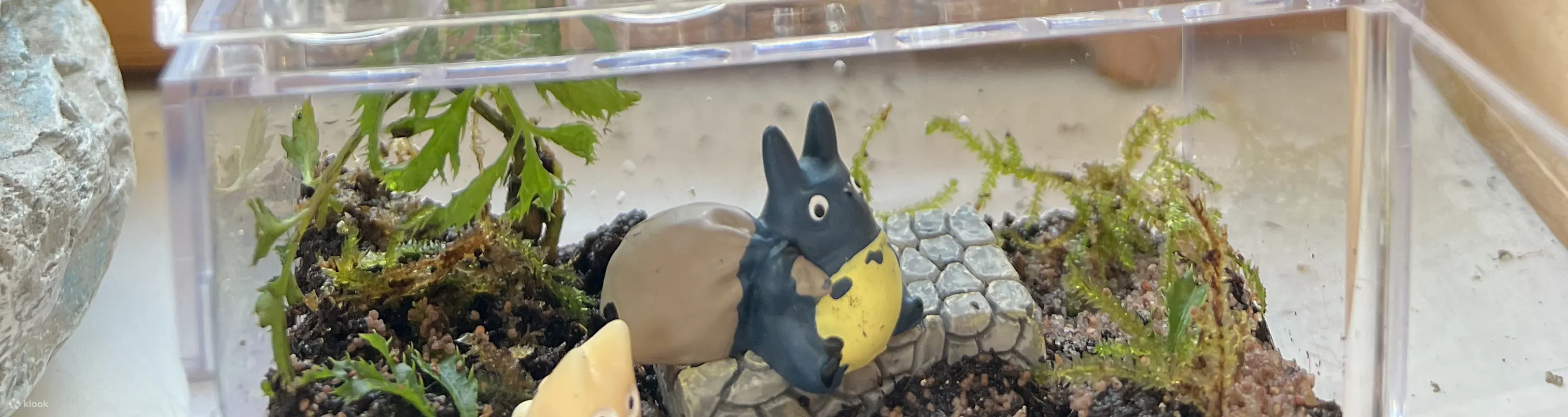 手作班房 - 微景观植物生态工作坊 Mini Terrarium Workshop｜铜锣湾