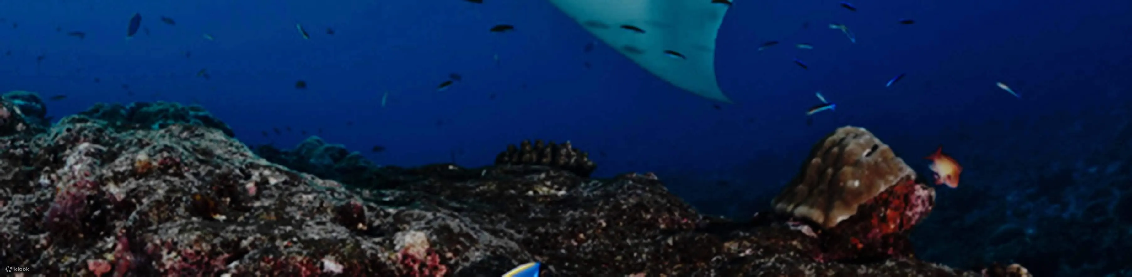 努沙佩尼达蝠鲼点 (Nusa Penida Manta Point) 三次潜水
