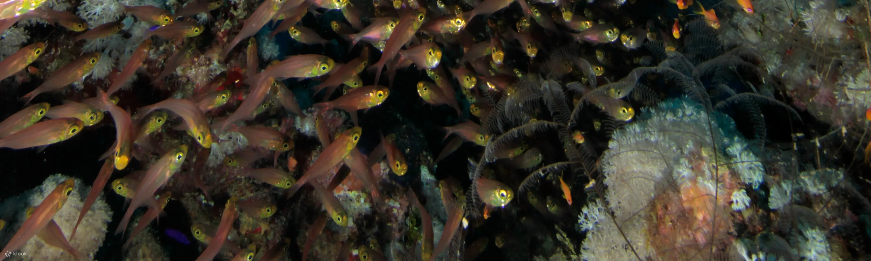 PADI 潜水