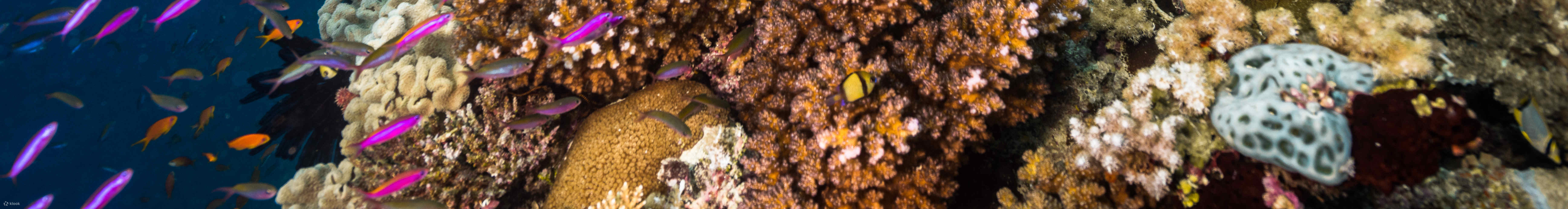 Explore the Depths with Our Premium Guided Dive Trip in Port Douglas