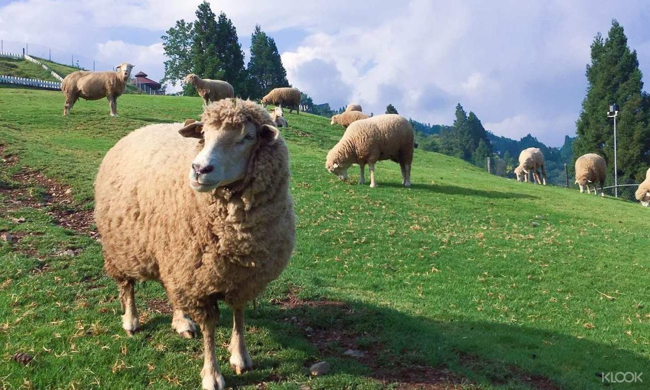 在青青草原享受微風輕拂，欣賞成群綿羊漫步於原野
