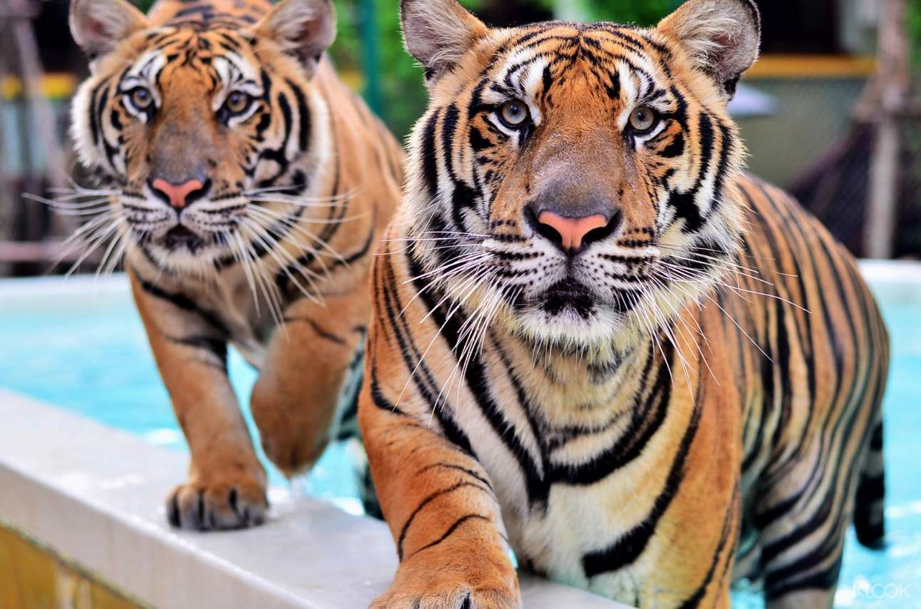 Get a chance to meet a variety of tigers, with sizes ranging from small to big