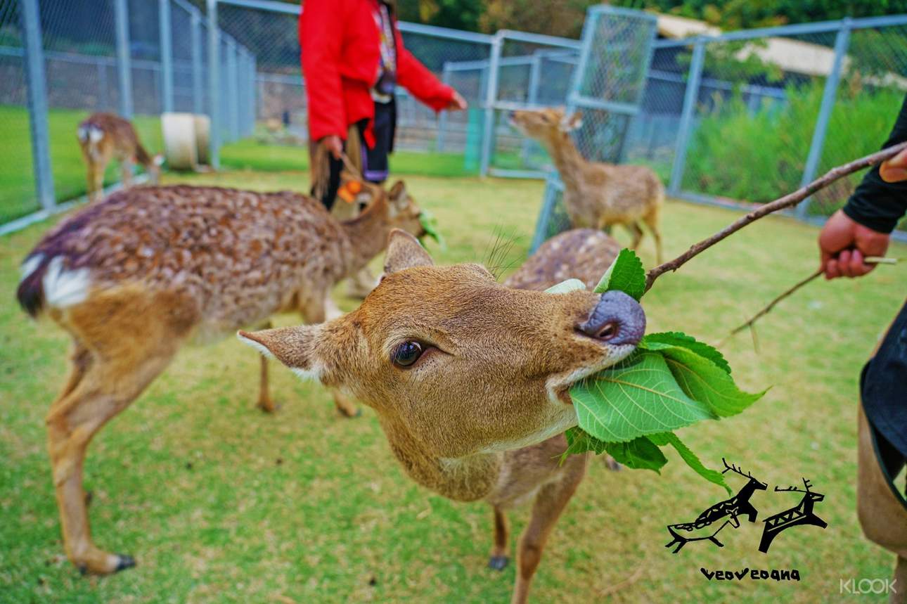 限時94折 嘉義 阿里山逐鹿傳說梅花鹿園 餵鹿 射箭體驗門票 Pchome旅遊