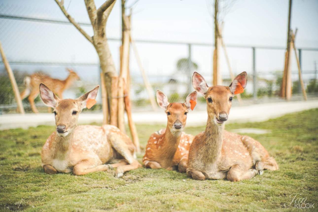 來到宜蘭怎麼可以錯過星寶・鄉間小路體驗農場的可愛梅花鹿！