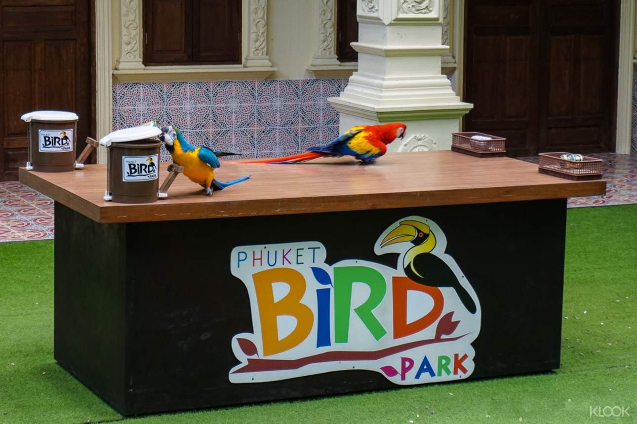 Watch these birds display their intellect and wit in a series of tricks and tasks