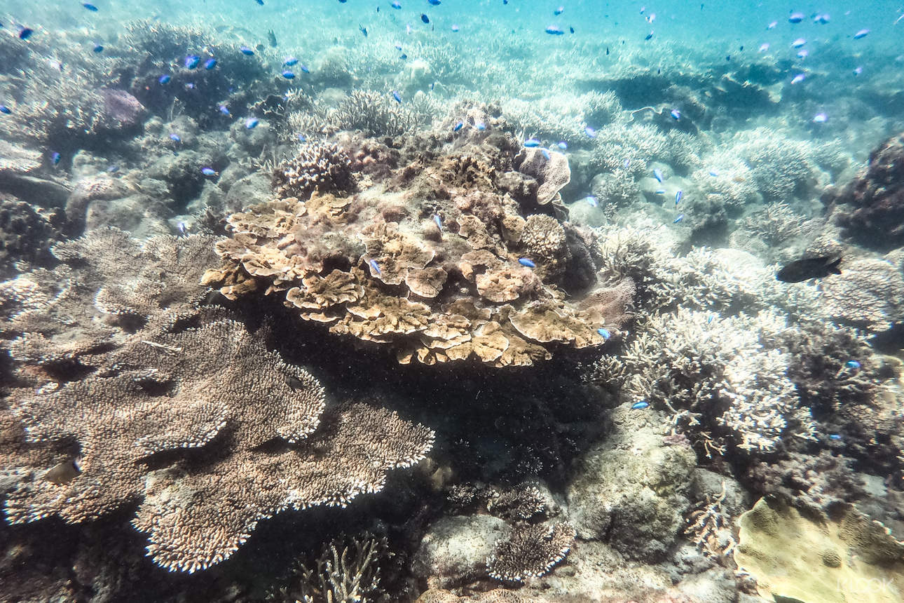 潛入海底，欣賞美麗的珊瑚礁