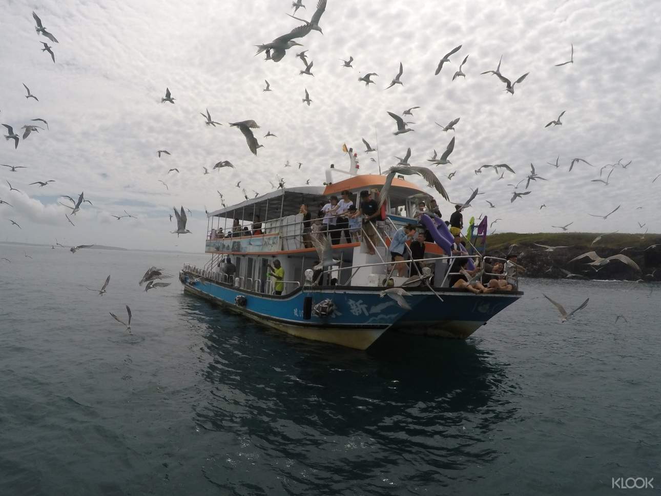 體驗餵食海鷗，享受澎湖海上巡遊樂趣