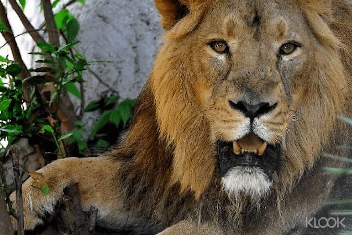 Be amazed by lions and other predators