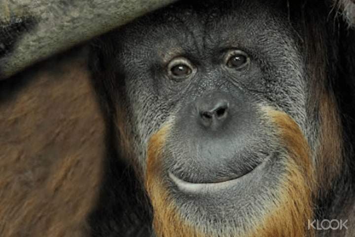 Explore many exotic animal species, like the orangutan