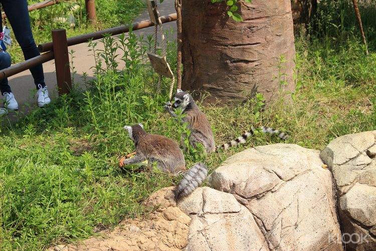 首爾動物園 包含天空纜車 大象列車 優惠套票 Pchome旅遊 旅遊全世界 刷卡享12期0利率 讓旅程規劃更精彩