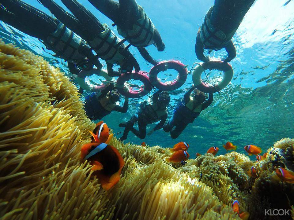 台東 蘭嶼浮潛體驗 Pchome旅遊