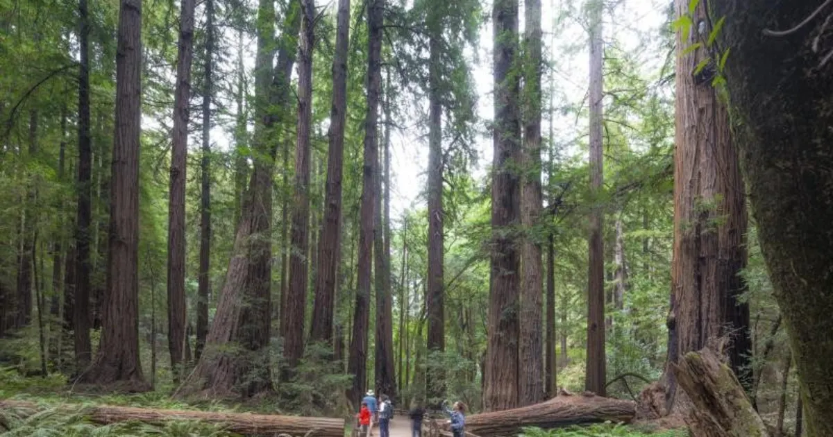 Muir Woods and Sausalito Tour with Bay Cruise from San Francisco
