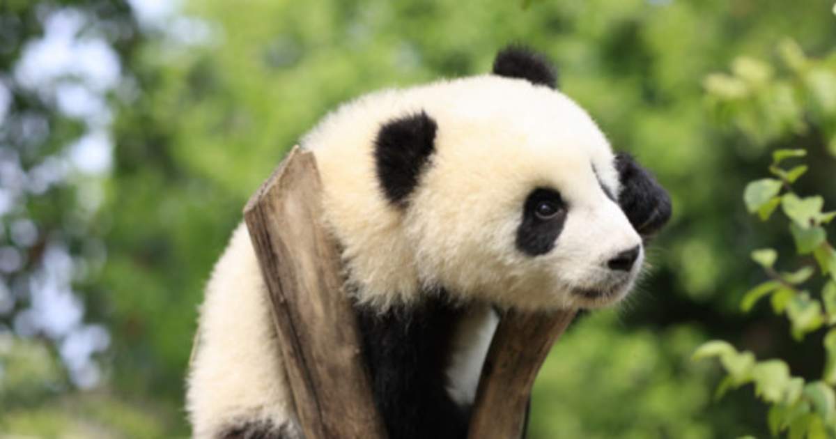 Chengdu Giant Panda Base Everything You Need for a Perfect Visit