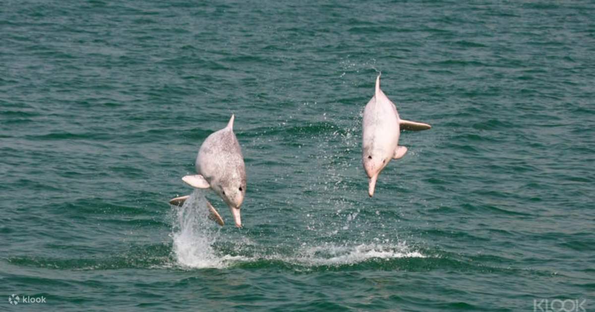 Pink Dolphin Sighting Tour - Klook New Zealand