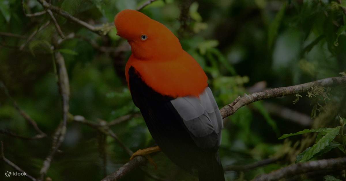 Immerse in Nature: Manu National Park Tour from Cusco in 3 Days - Klook ...