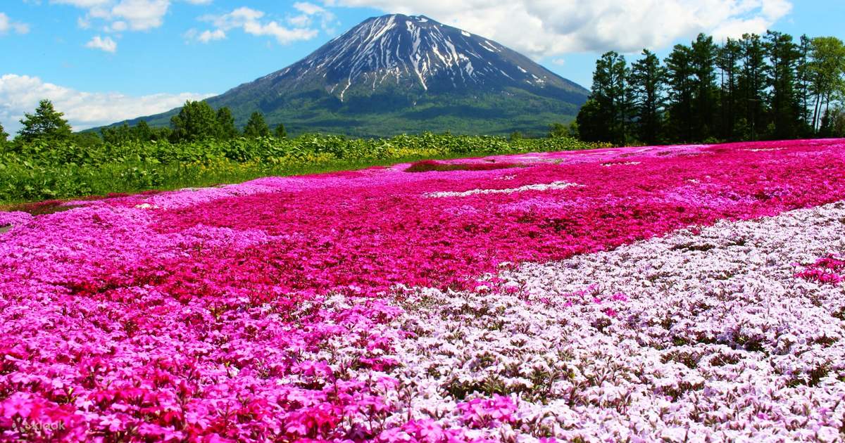 北海道の富士(羊蹄山)の景観と芝桜の花畑、映画のシーンのような小樽