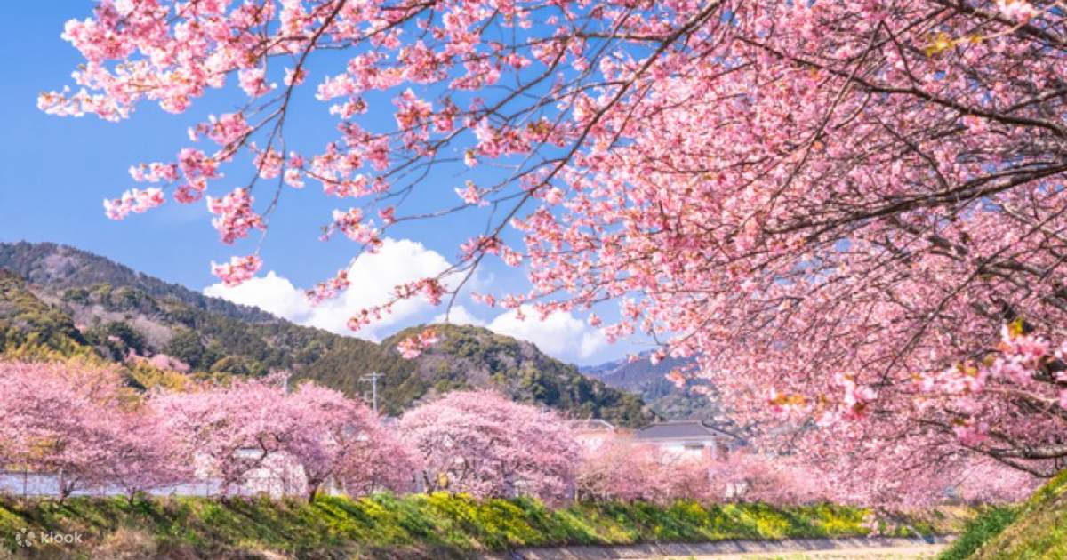 東京からの河津桜と浄蓮の滝ツアー - Klook
