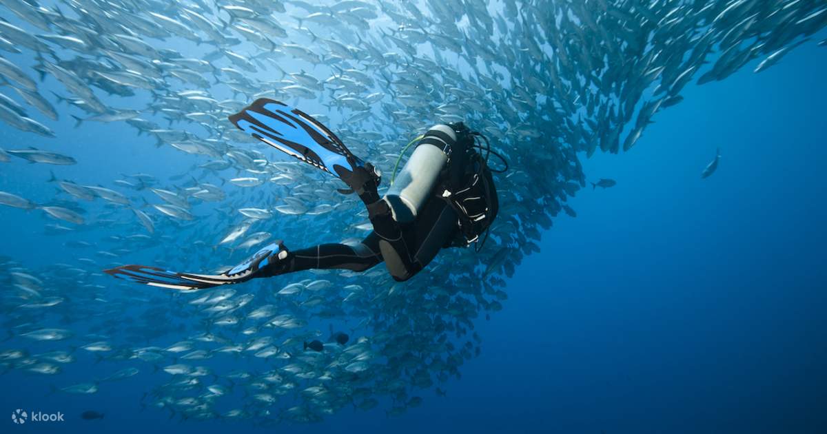 Explore Local Reef Ecology with our Fun Dive Package in Koh Tao | PADI ...