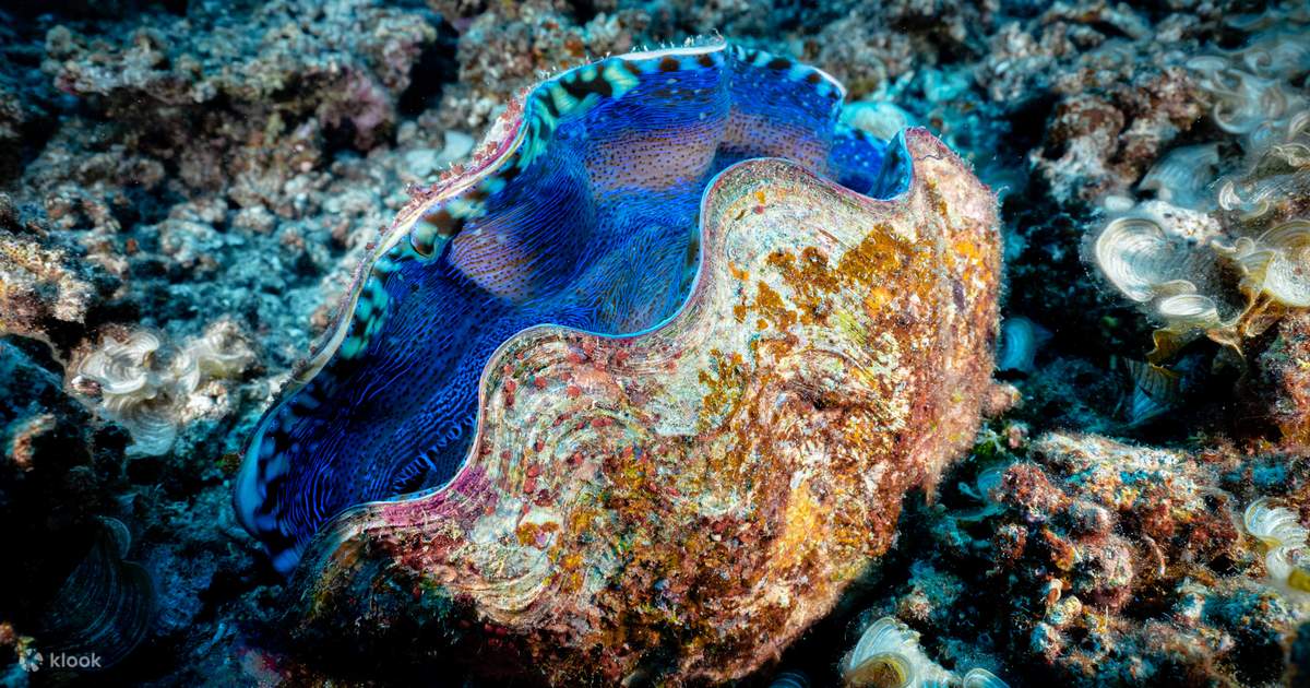 PADI5スターダイブリゾートで、