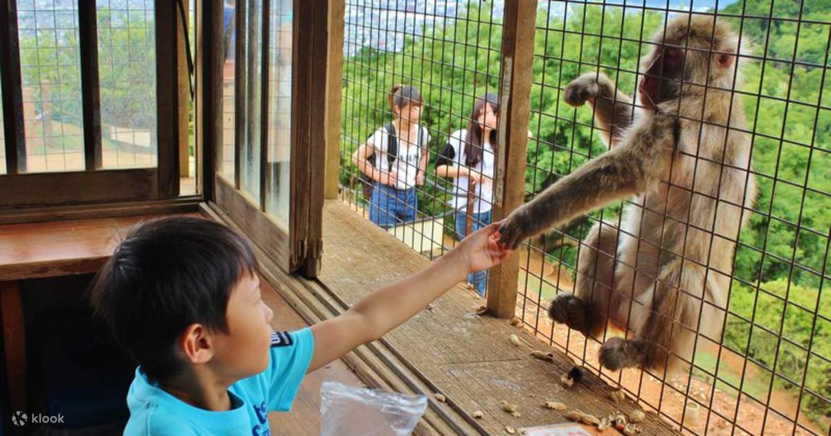 Half-day private tour of Arashiyama Monkey Park and Arashiyama's famous ...