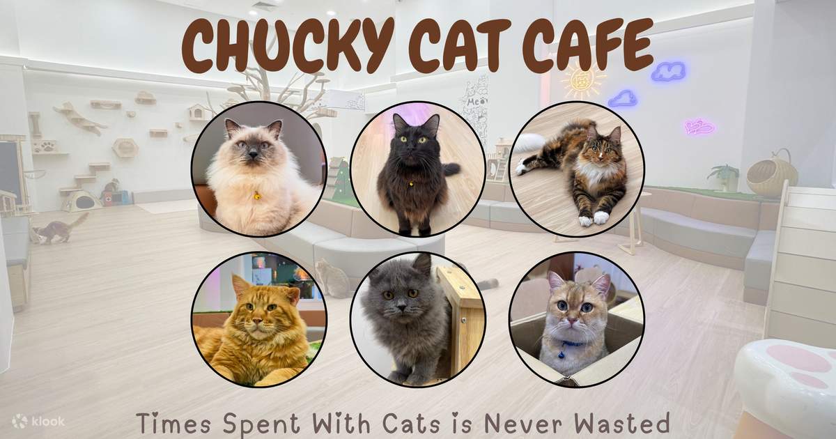 位于马来西亚新山的Chucky Cat Cafe - Klook客路