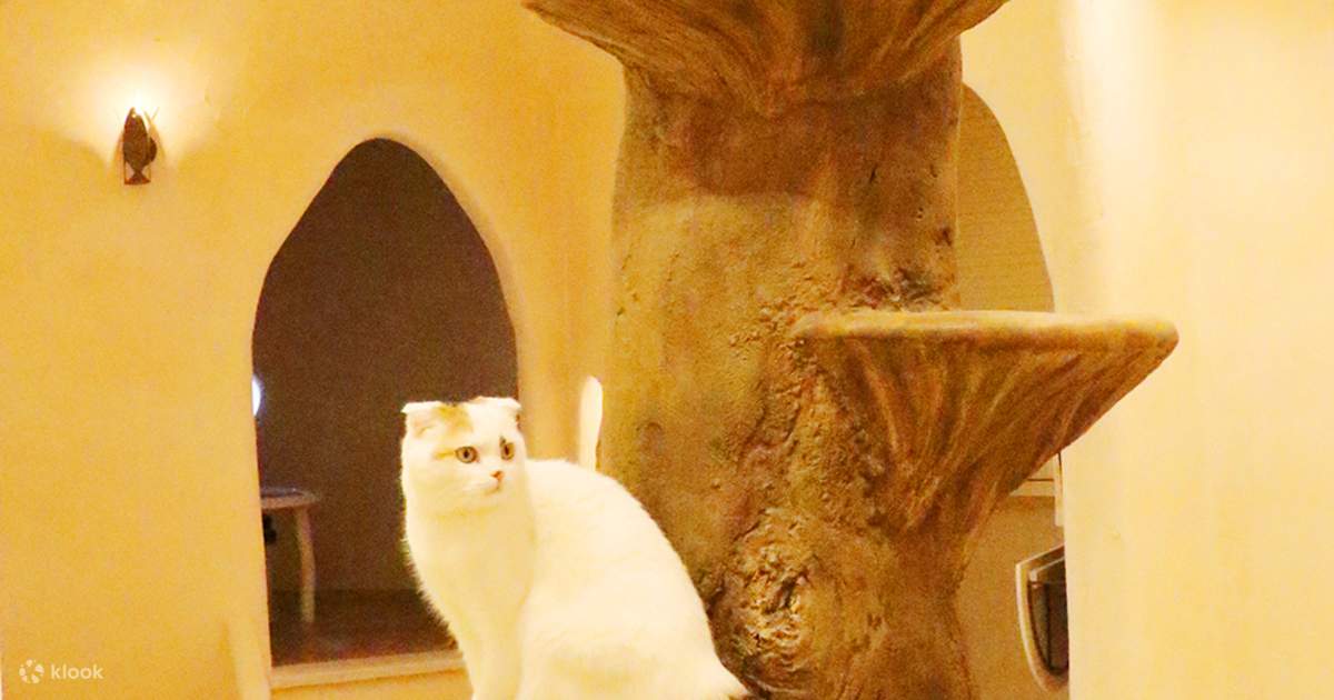 Tokyo Cat Cafe in Kichijoji - Klook