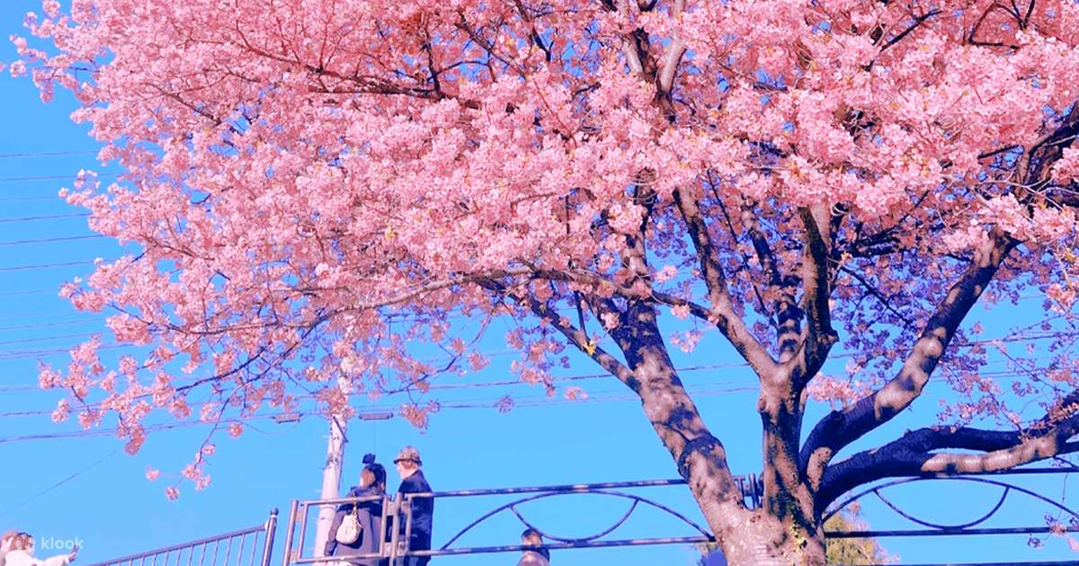 2026 Early Spring Cherry Blossom Limited Edition - Kawazu Cherry 