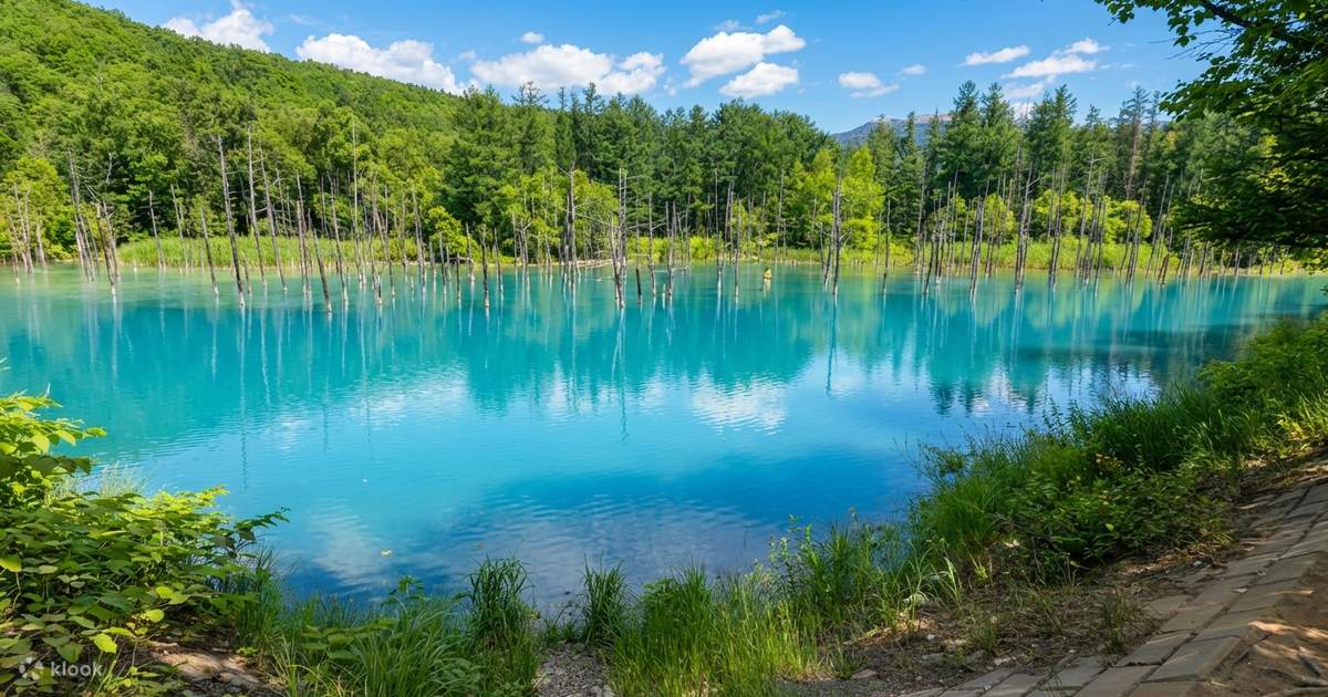 Hokkaido Furano Day Tour: Asahiyama Zoo & Forest Elf Terrace