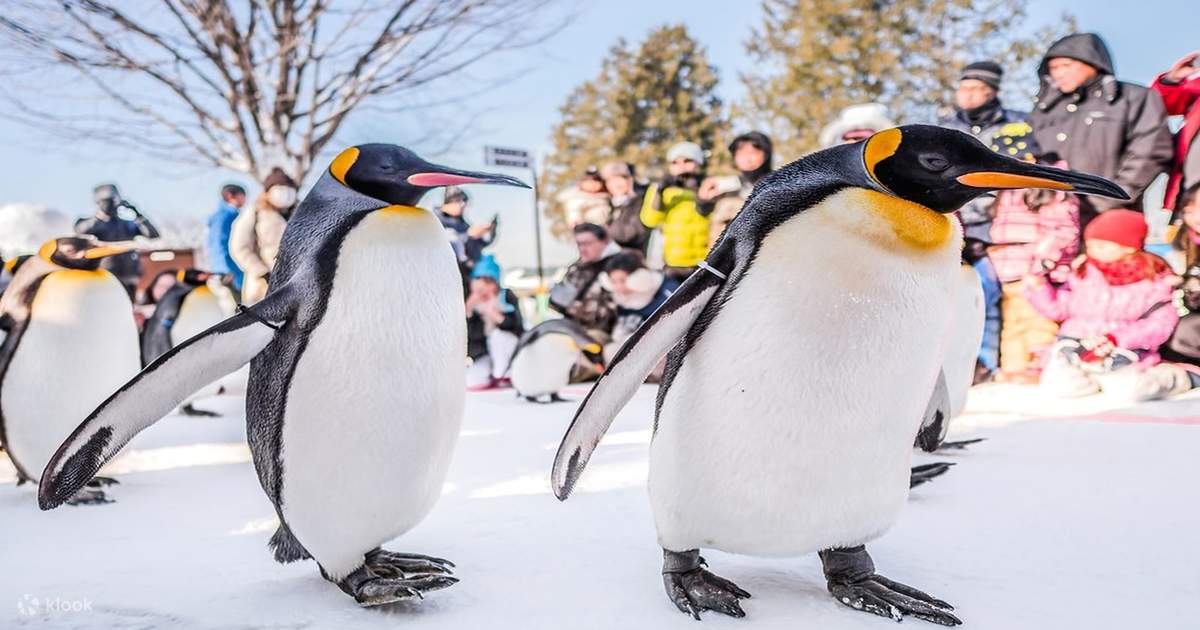 北海道旭山動物園&森林の妖精テラス日帰りツアー:ペンギンの 北海道旭山動物園&森林の妖精テラス日帰りツアー:ペンギンの