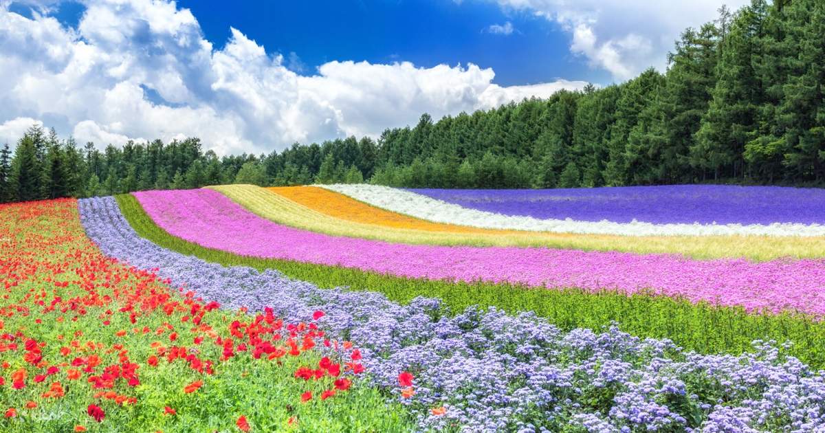 Patchwork Road, Shikisai Hill, Blue Pond, Shirahige Falls, and