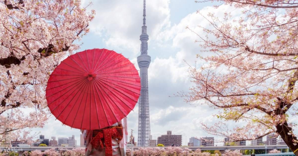 One-Day Tour of Tokyo's Top 5 Cherry Blossom Viewing Spots [Cherry ...